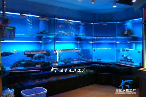 辰溪县酒店海鲜贝类池定制 就选海鲨水族工厂